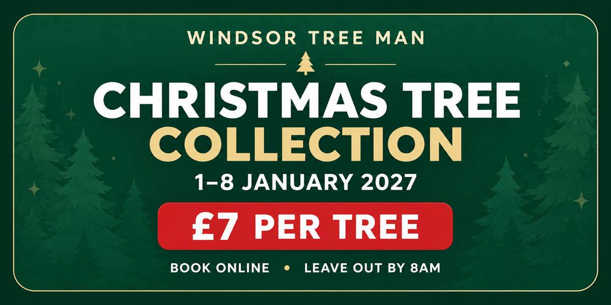 Christmas Tree Collection — January 2027